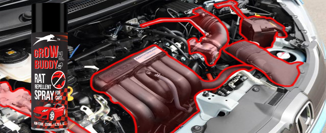 GrowBuddy No Entry Rat Repellent Spray for Cars Highly Effective with and Lasts 1 Year Leak Free Easy to Spray Nozzle 1st time in India (1) - FORMULATION 1 X